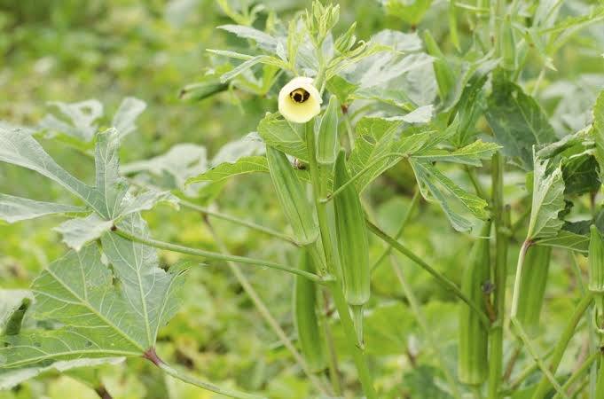 Nutritional Benefits of Okra