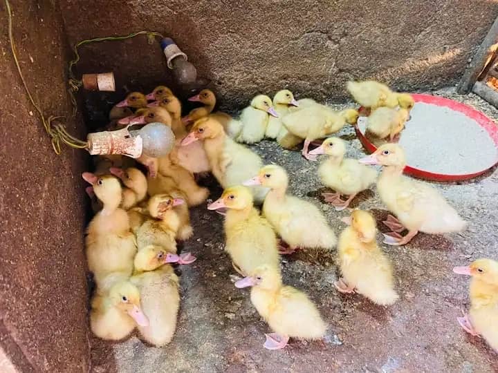 Hatching