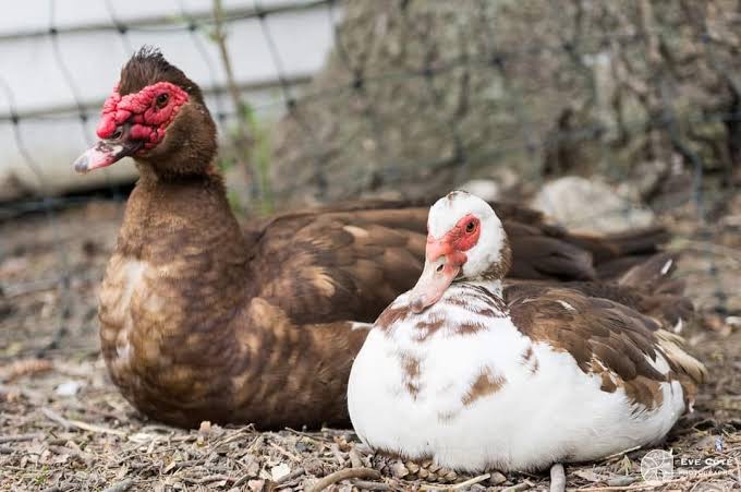 Domestic Ducks