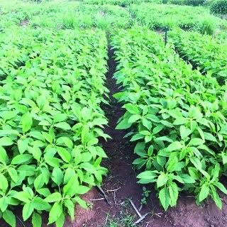 Amaranth Growing Conditions