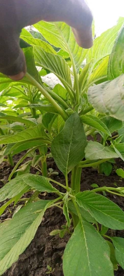 CULTIVATION OF AMARANTH